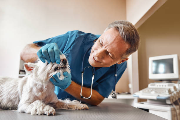 Best After-Hours Emergency Dentist in Wooster, AR